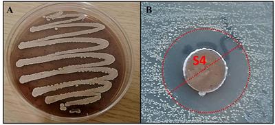 Integrated Metabolomic, Molecular Networking, and Genome Mining Analyses Uncover Novel Angucyclines From Streptomyces sp. RO-S4 Strain Isolated From Bejaia Bay, Algeria